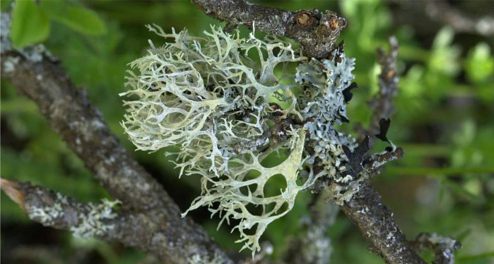 طحلب السنديان Oakmoss
