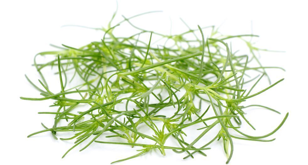 اعشاب بحرية Seagrass