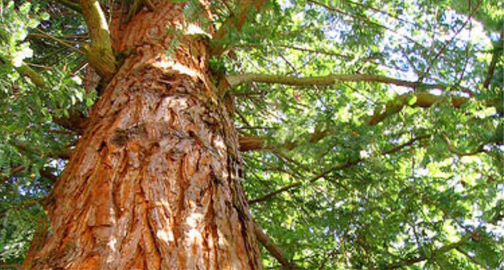 الارز الاحمر Red cedar