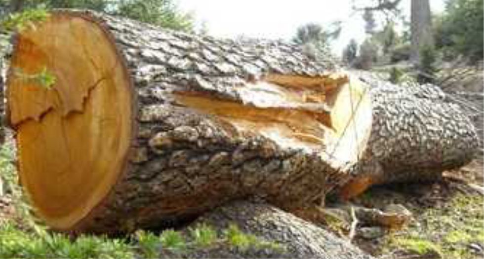 خشب الارز المغربي Moroccan Cedar