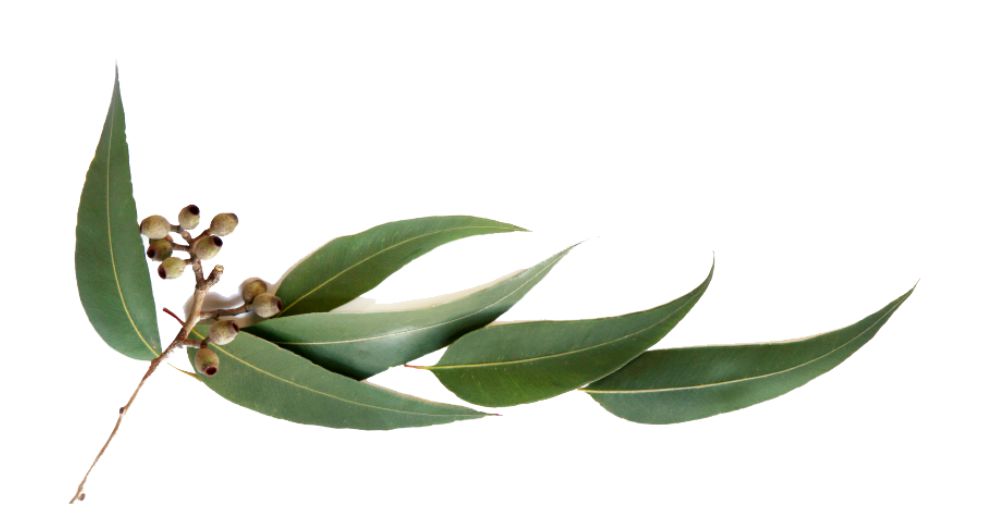 شجرة الكينا Eucalyptus