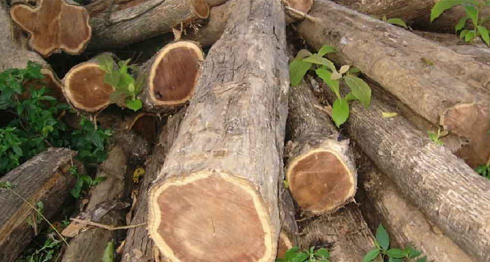 خشب الساج Teak Wood