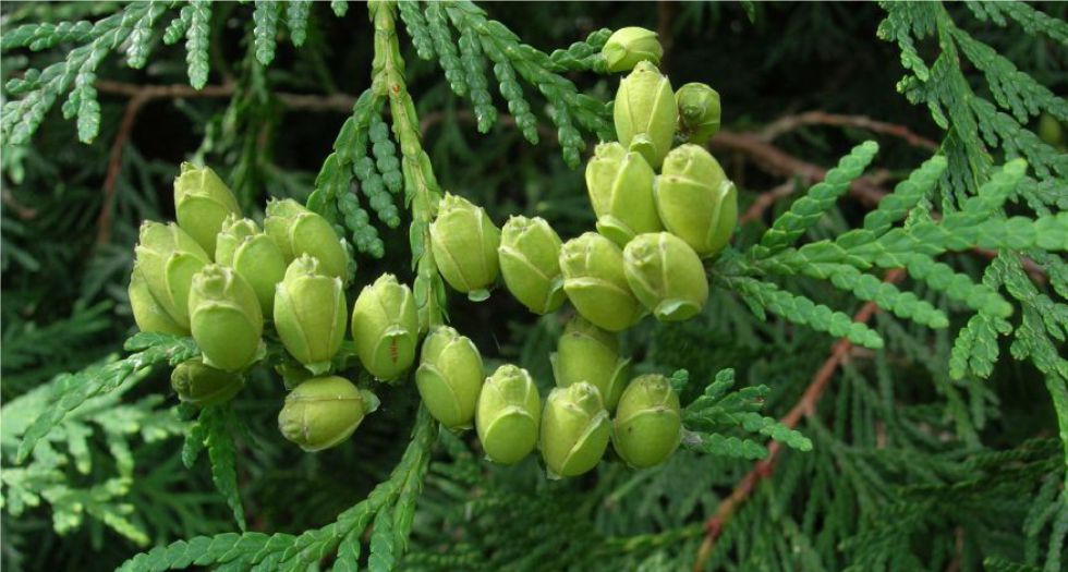عفص Thuja