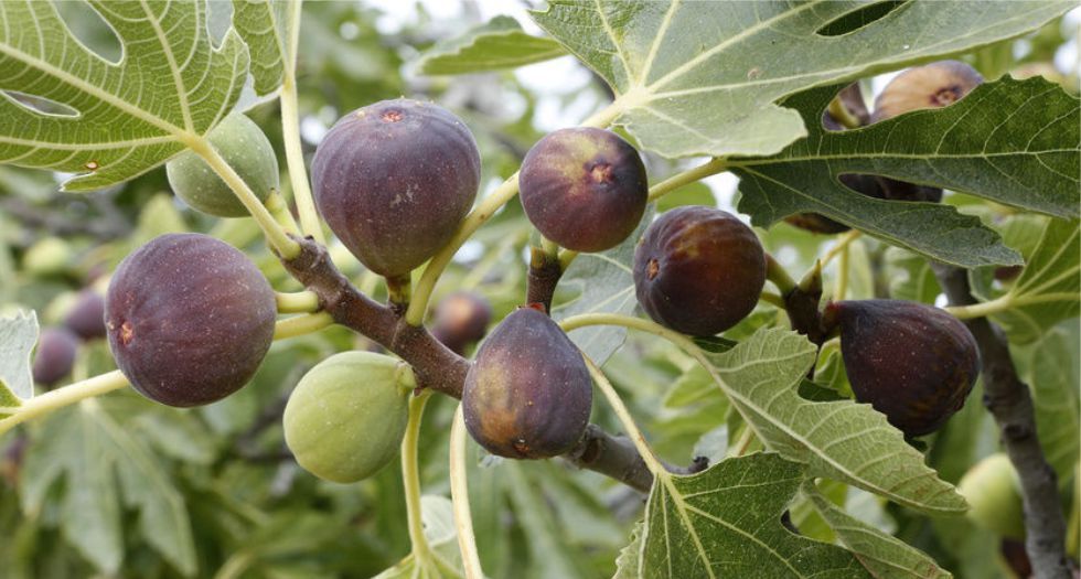شجرة التين Fig tree