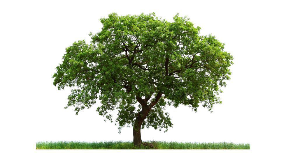 خشب البلوط Oak