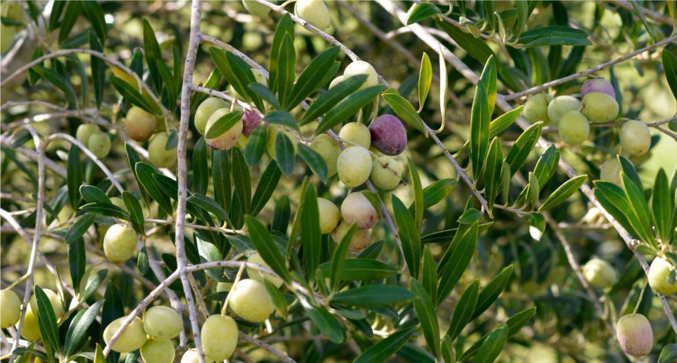 شجرة الزيتون Olive Tree