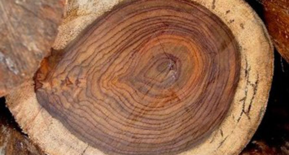 خشب ورد باليساندر Palisander Rosewood