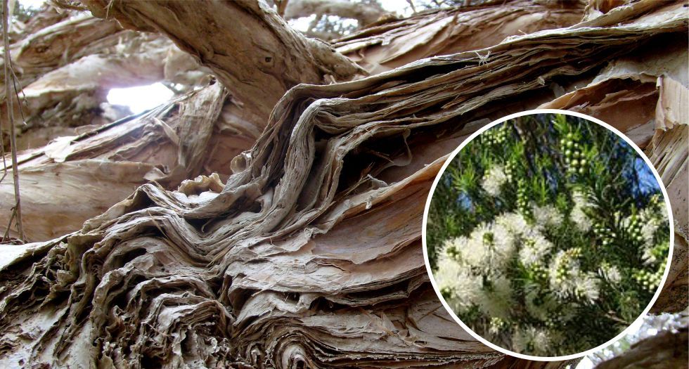 نبات البلقاء paperbark