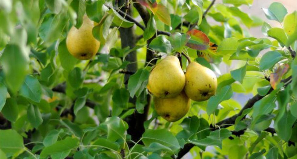 شجرة الكمثرى Pear tree