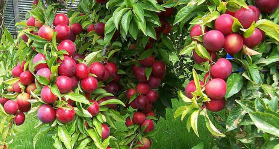 شجرة البرقوق Plum Wood