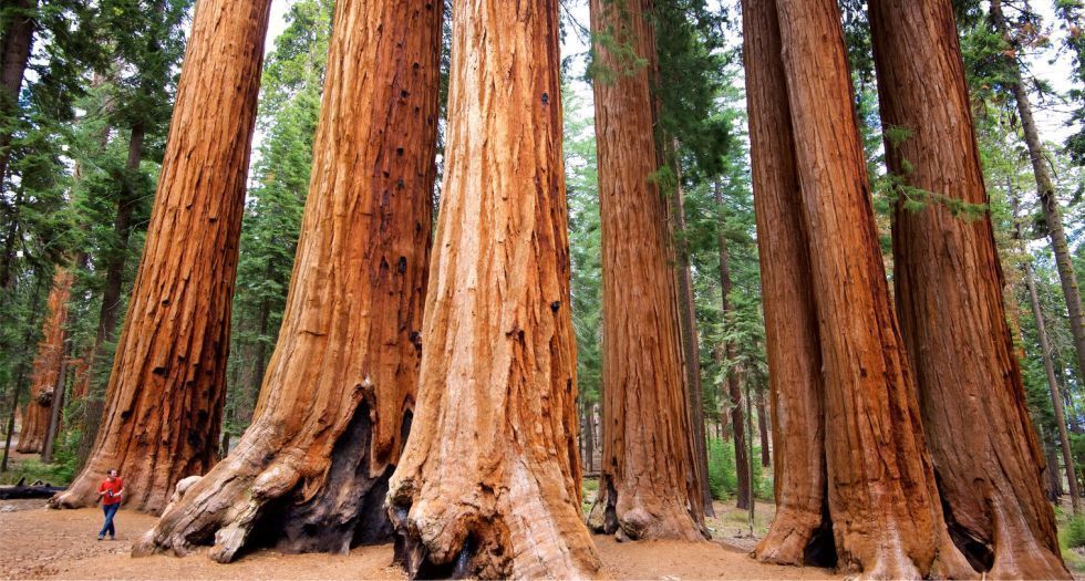 شجرة السيكويا Sequoia