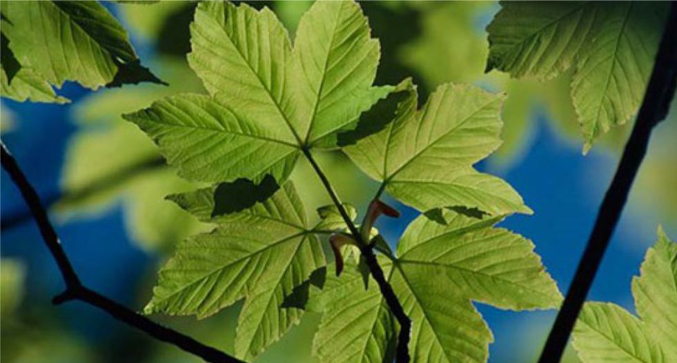 شجرة الدلب Sycamore tree