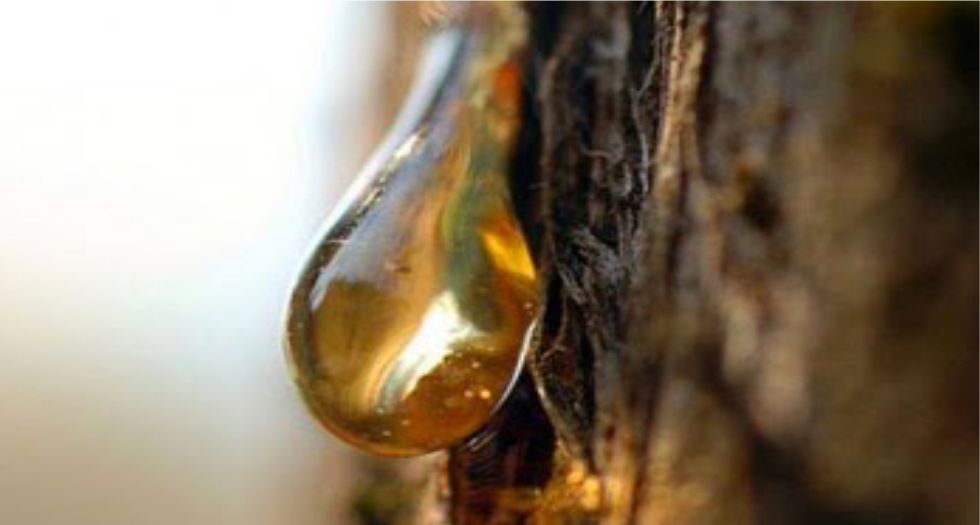 الراتنجات Resins