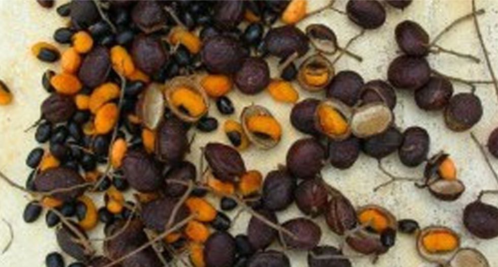 بلسم كوباهو Copahu Balm