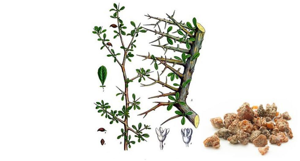 شجر المر myrrh