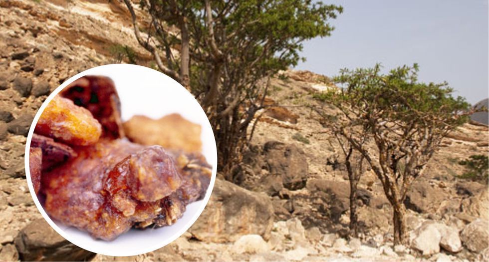 جاوشير Opoponax