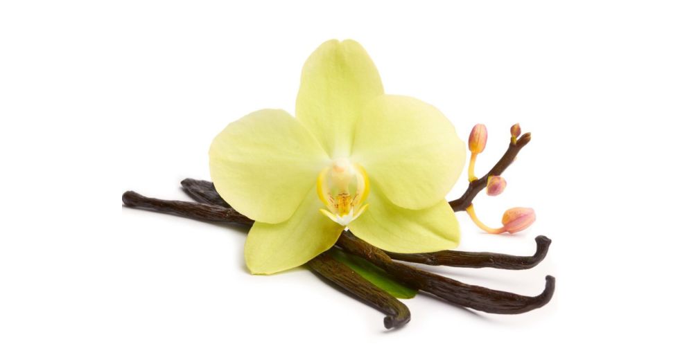 اوركيد الفانيلا Orchid Vanilla