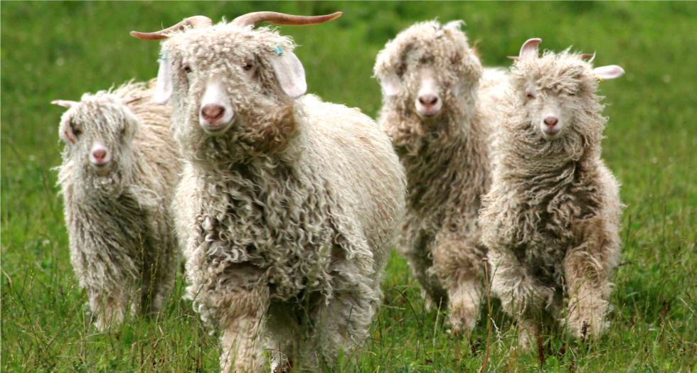 شعر الماعز (Goat hair (tincture