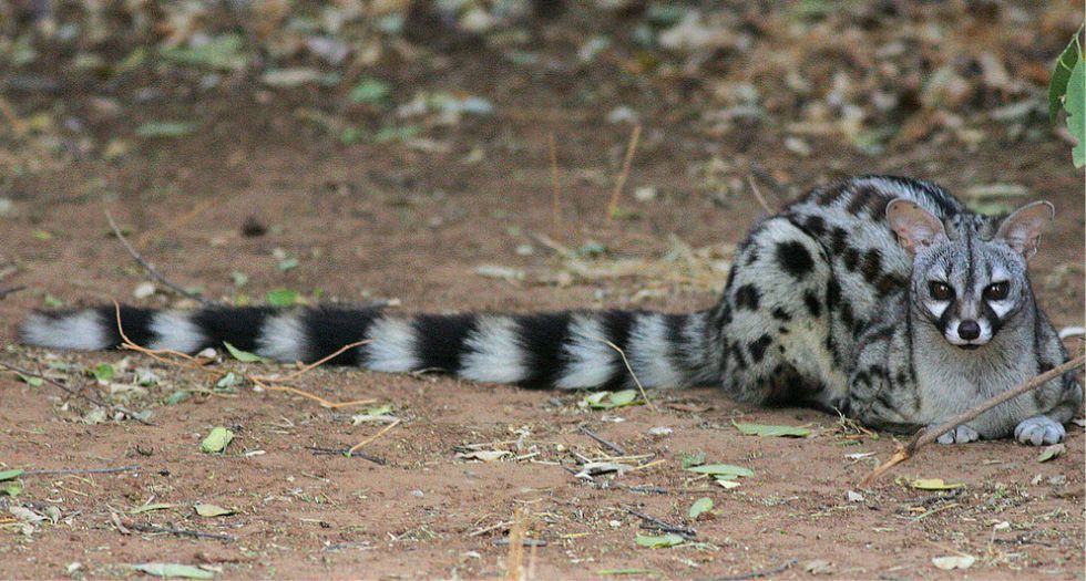 زريقاء Genet