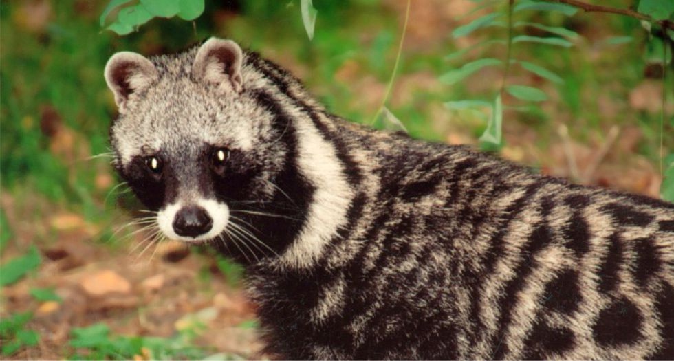 الزباد Civet