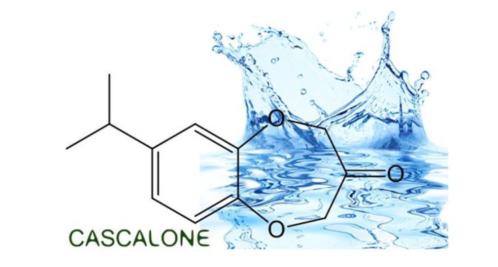 كاسكالون Cascalone