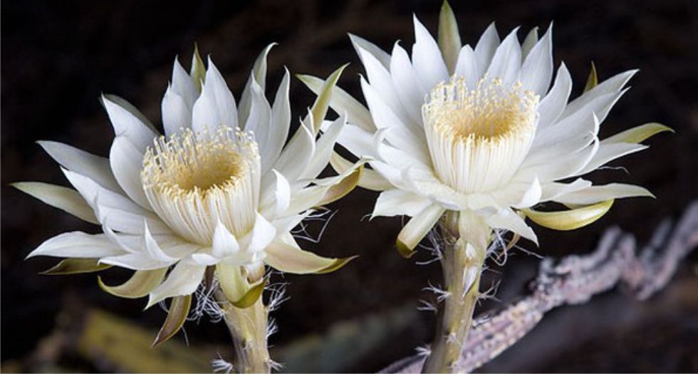زهرة ملكة الليل Night Blooming Cereus