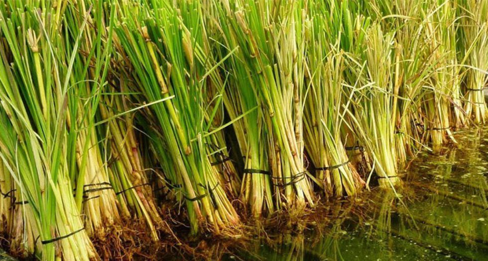 بوربون نجيل الهند Bourbon Vetiver