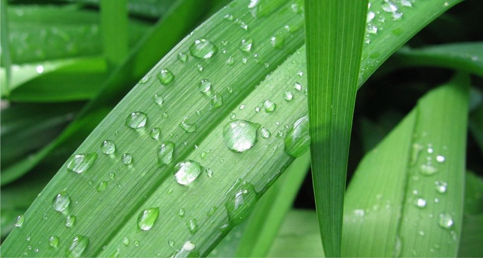 قطرات الندي Dew Drop