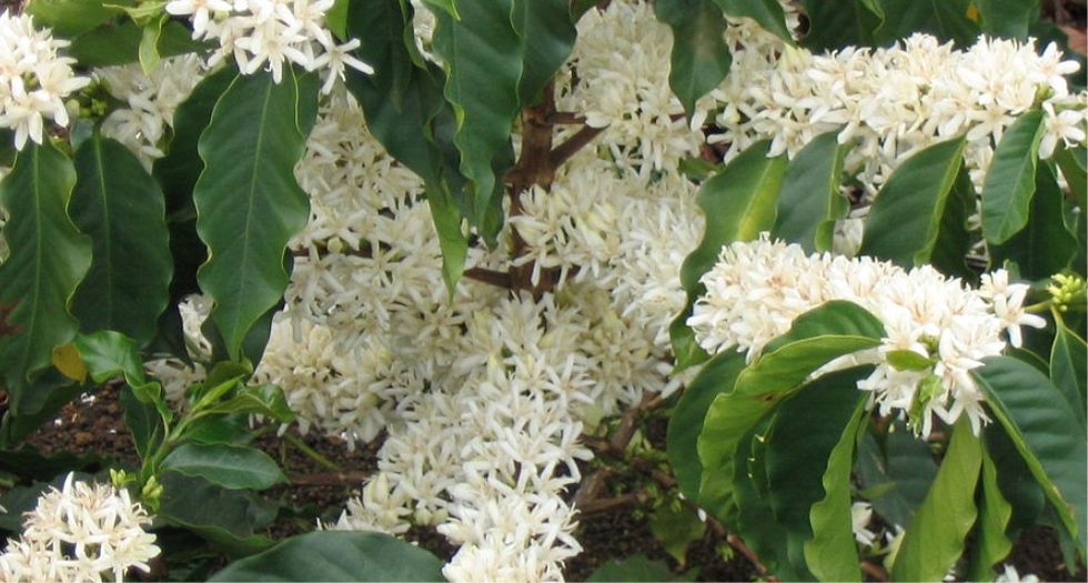 ازهار القهوة Coffee blossom