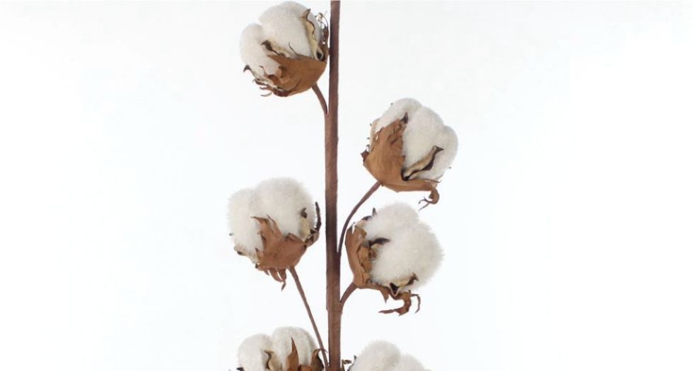 زهرة القطن Cotton Flower