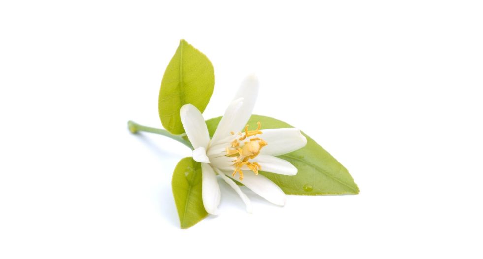 النيرولي Neroli