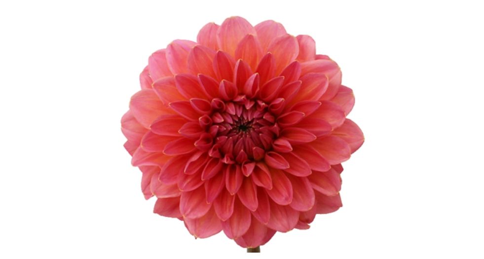 زهرة الاضاليا Dahlia