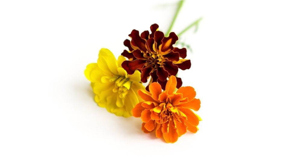 المخملية Marigold (Tagetes)