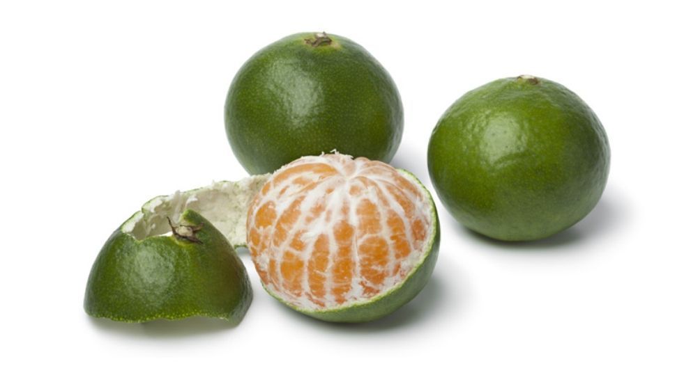 الماندرين الأخضر Green Mandarin