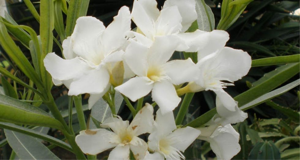 الدفلي Nerium Oleander