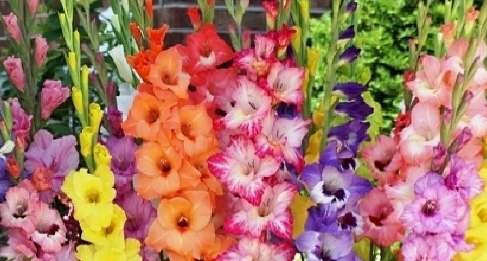 الدلبوت Gladiolus