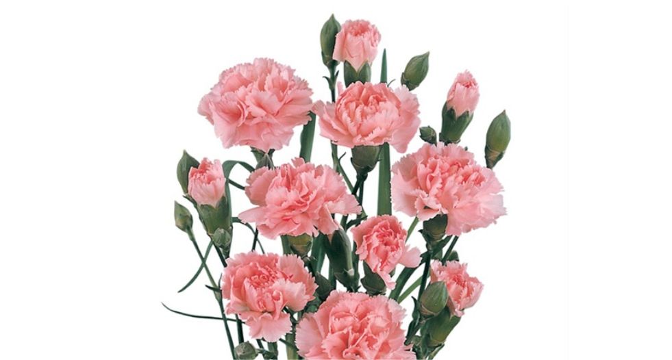 زهرة القرنفل Carnation