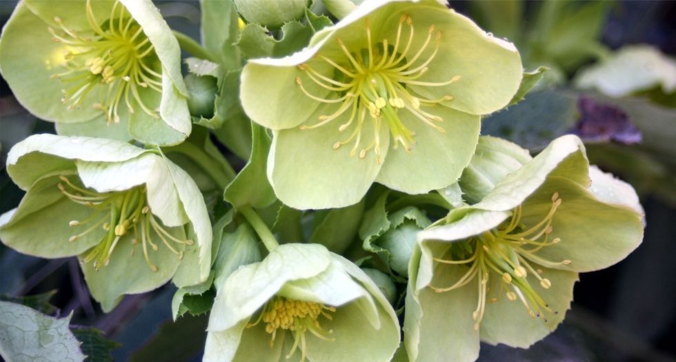 زهرة الخربق Hellabore Flower