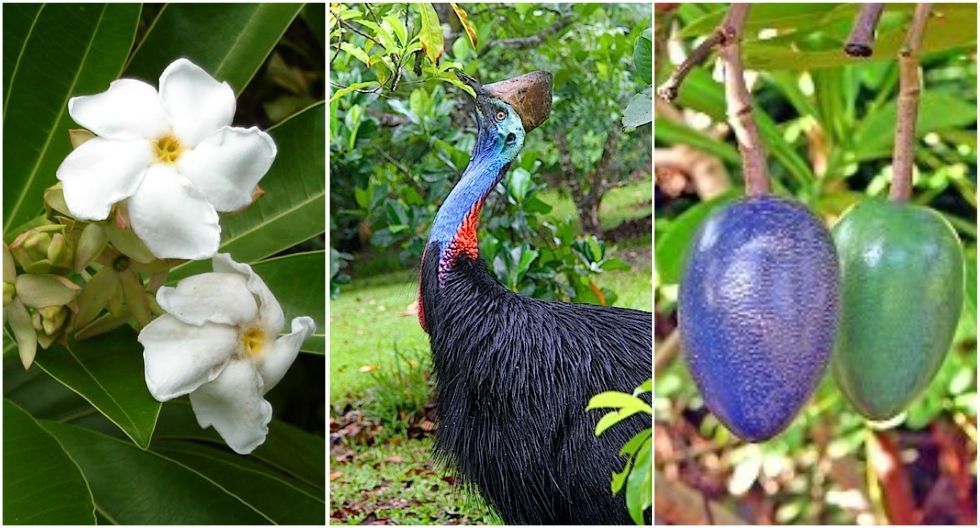 فاكهة برقوق الكاسوري Cassowary fruit