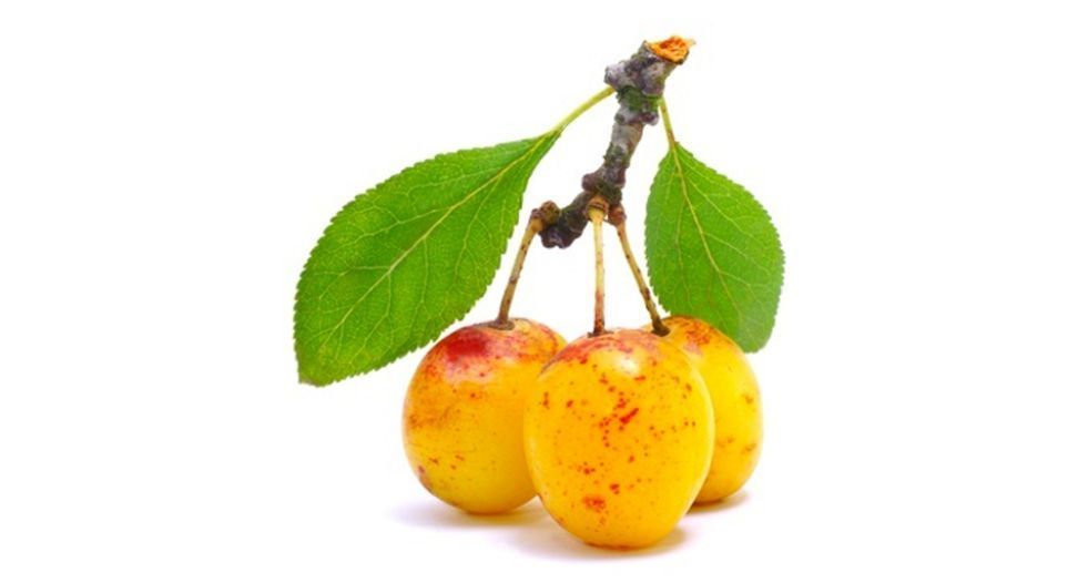 برقوق ميرابل Mirabelle