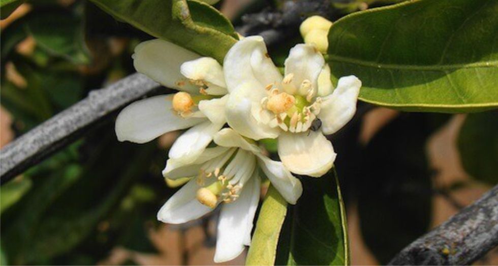 زهر اليوسفي Tangerine blossom