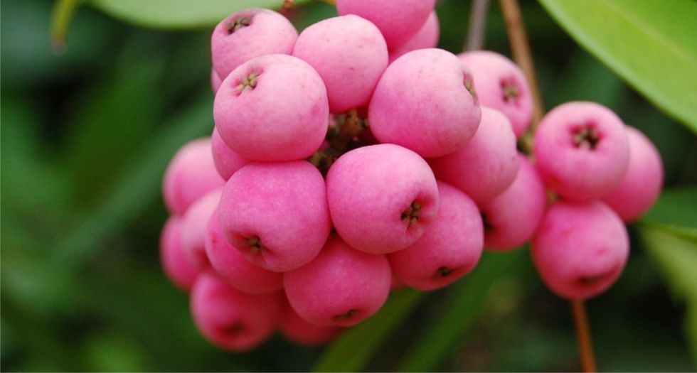 التوت الوردي Pink berries