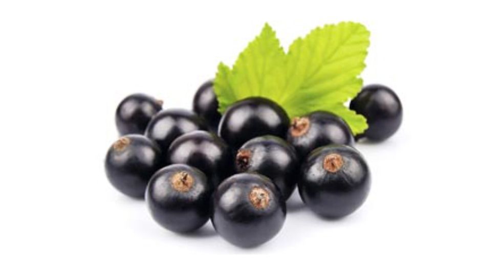 الكشمش الاسود Black currant