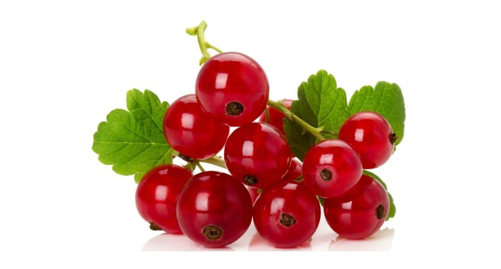 الكشمش الأحمر Red Currant