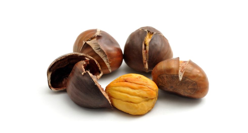 كستناء Chestnut