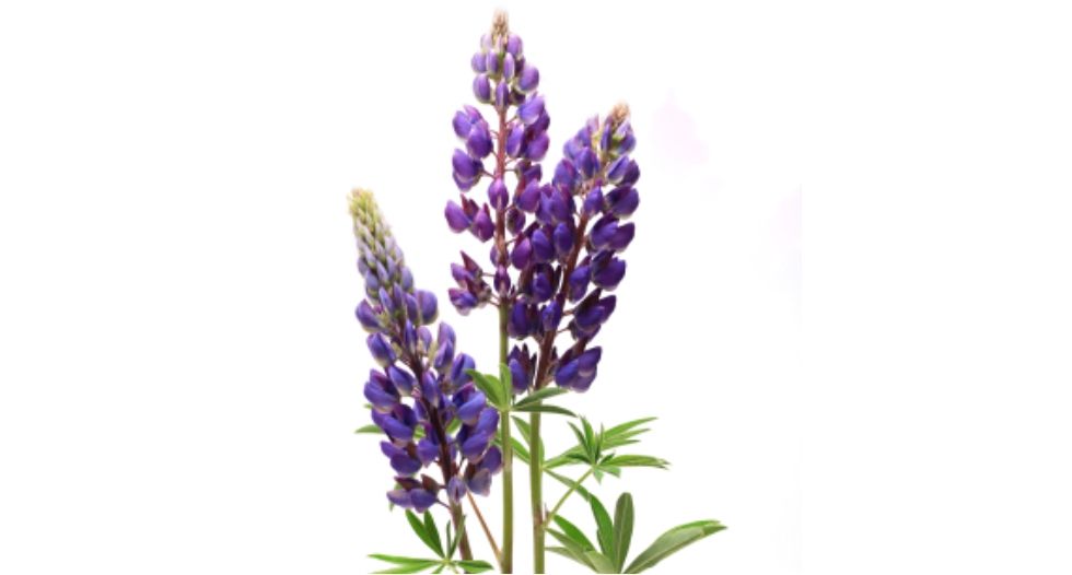 زهرة اللوبين Lupin