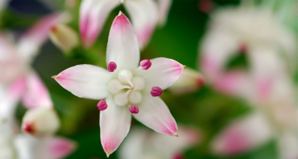 زهرة اليشم Jade flower