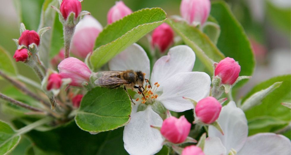 زهرة التفاح Apple blossom