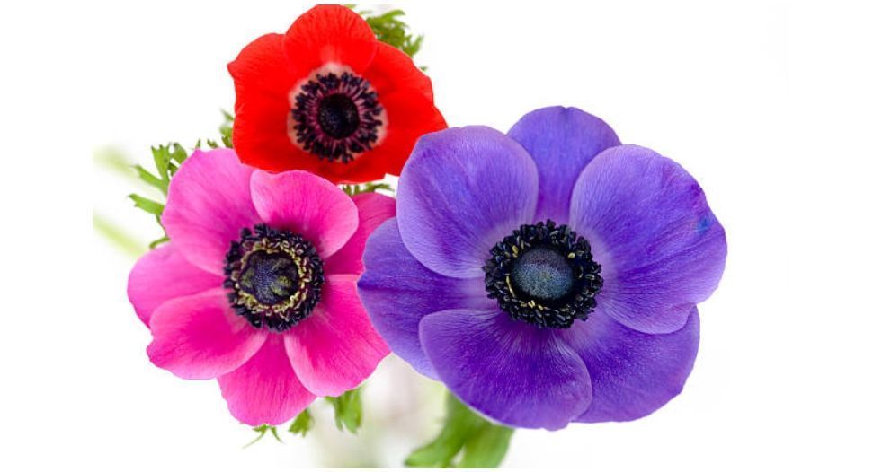 شقائق النعمان Anemone