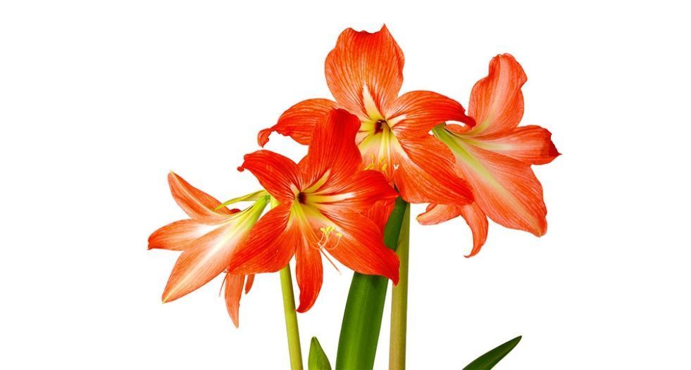أمارليس Amarillys